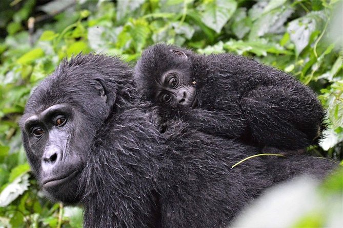 3-Day Gorilla Trekking Bunyonyi Mist Relaxation Safari - Inclusions and Exclusions