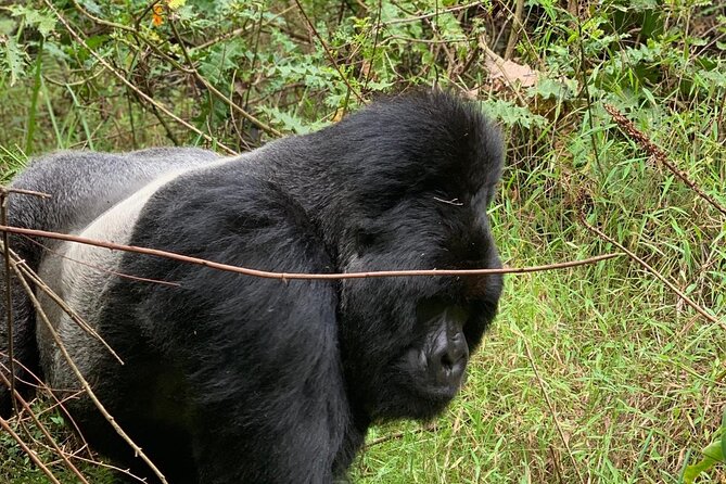 3 Day Gorilla Trekking Luxury Safari in Uganda - Safari Highlights
