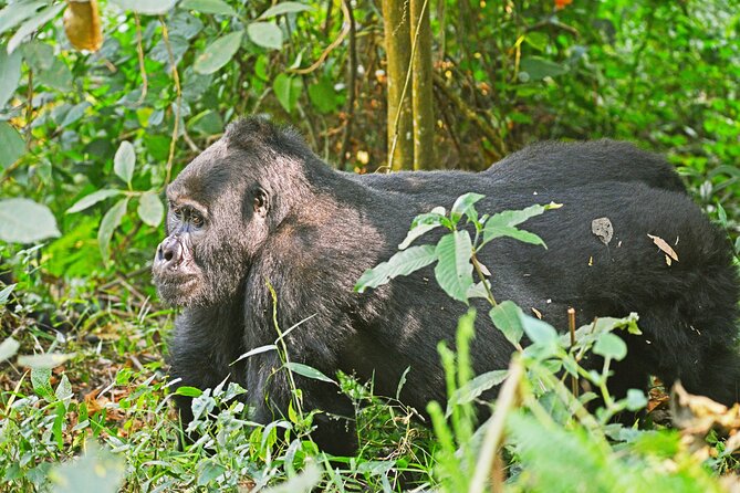 3 Day Guided Gorilla Tracking Safari At Bwindi National Park - What to Bring