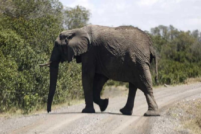 3-Day Maasai Mara Safari at Sopa Lodge From Nairobi - Lodge Accommodations