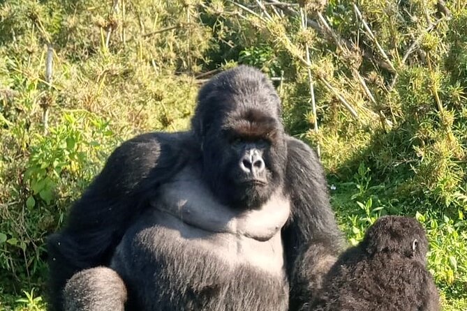 3 Day Mgahinga Mountain Gorilla Trek. - Packing Essentials