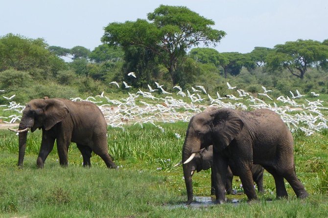 3-Day Mind Refreshing in Murchison Falls National Park