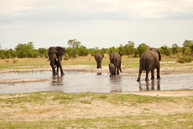 3-Day Moremi Game Reserve- by Walking Stick Safaris - Itinerary Details