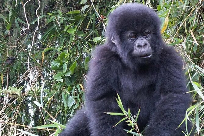 3-Day Private Guided Gorilla Trekking Mist and Batwa Safari - Itinerary Highlights
