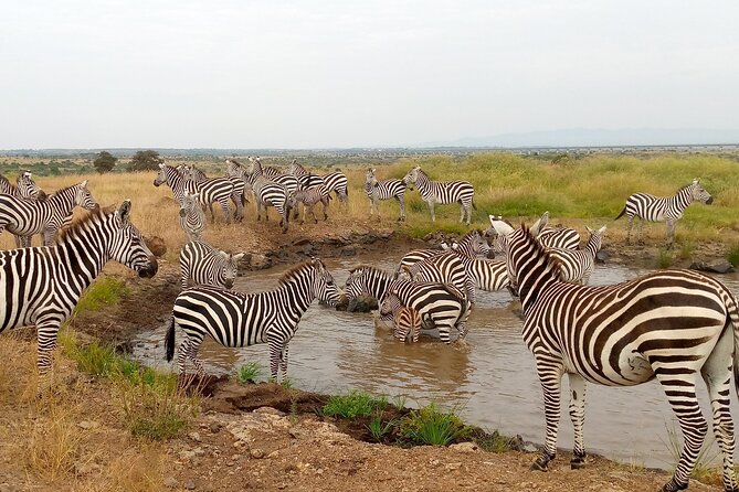3 Day Private Ol Pejeta Safari With a Farming Trip - Booking and Pricing Information