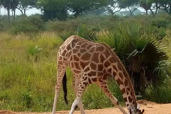 3-Day Private Safari of Murchison Falls National Park - Itinerary