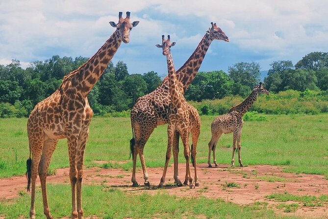 3-Day Private Tour in Tsavo West National Parks - Tour Itinerary