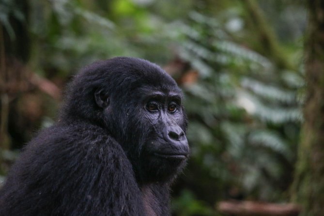 3-Day Rwanda Gorilla Safari - Accommodation Options