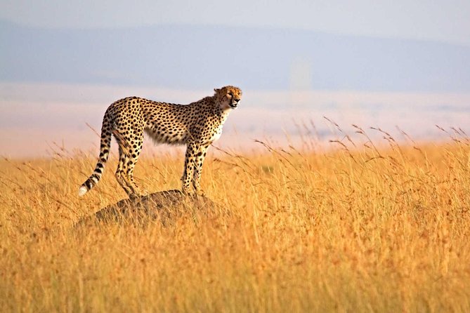 3 Day Safari Tarangire – Ngorongoro Crater – Lake Manyara – Group Joining Tour