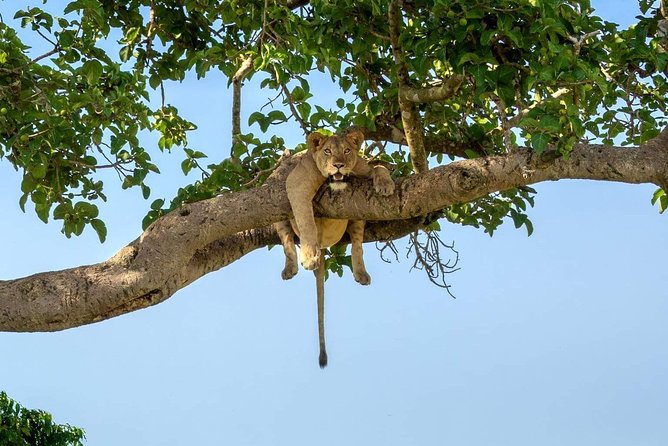 3-Day Safari to Ngorongoro, Tarangire & Lake Manyara NP - Tour Overview