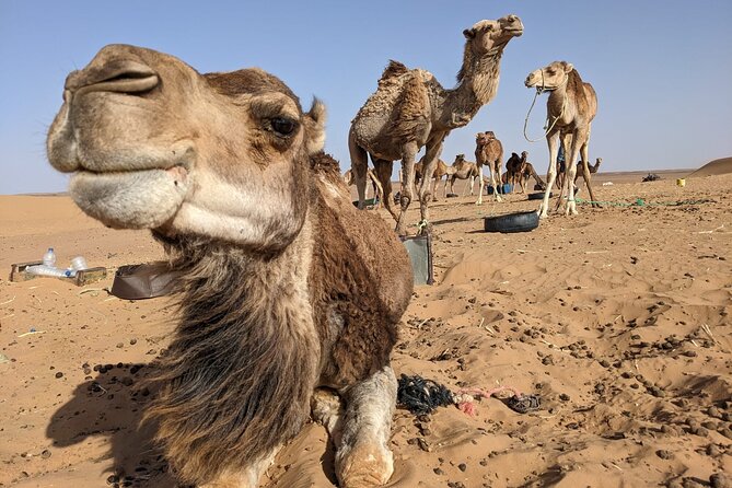 3-Day Trip From Fez to Marrakech via Merzouga Desert - Day 1: Fez to Merzouga