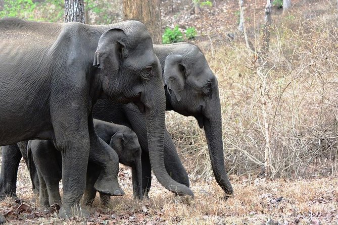 3-Day Wayanad Tour From Bangalore - Meeting and Pickup Details