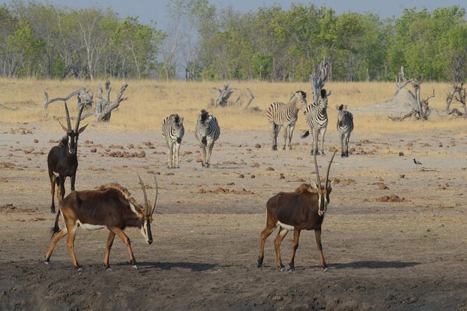 3 Days 2 Nights Hwange NP Big 5 Safari From Victoria Falls - Additional Information