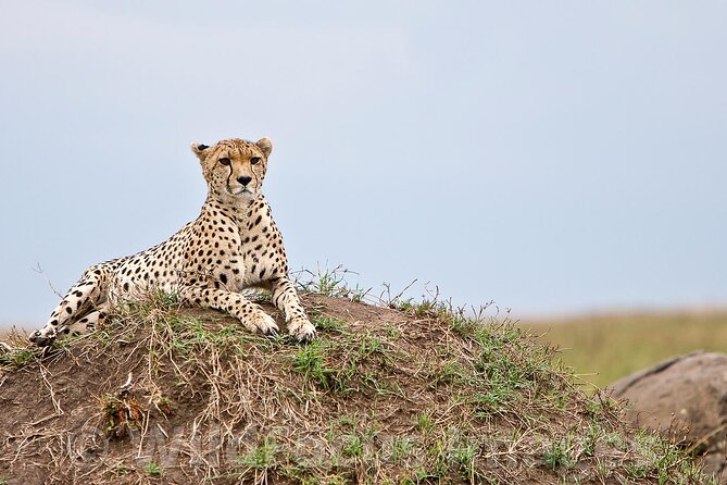 3 Days & 2 Nights Safari - Maasai Mara From Kisumu/Nairobi - Meeting and Pickup Information