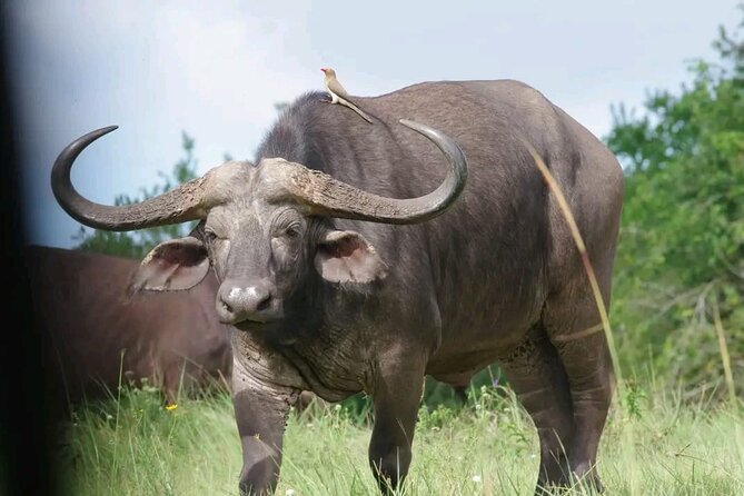 3 Days & 2 Nights Tsavo East & West National Park Safari Tour - Booking Information