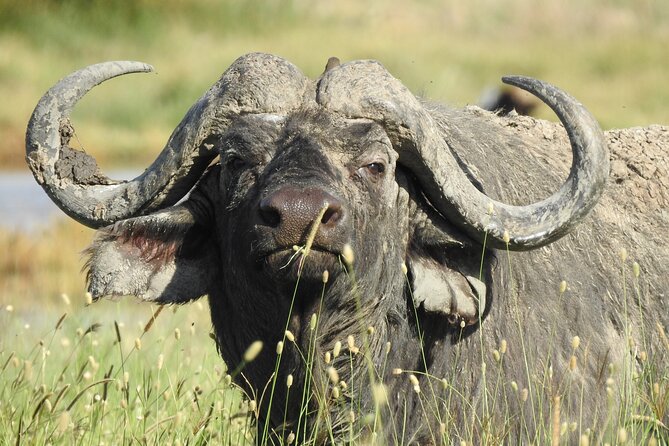 3 Days Budget Camping Safari to Serengeti and Ngorongoro Crater - Meal Plan