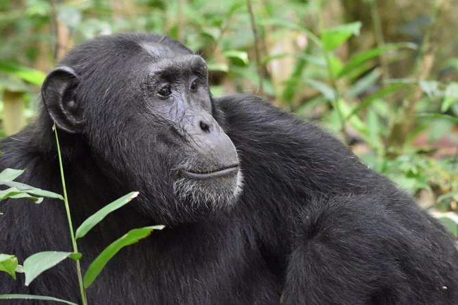 3-Days Chimpanzee Tracking Kibale Uganda - Pricing Information