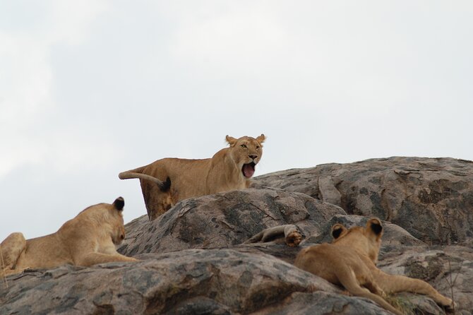 3 Days Exploring Serengeti & Ngorongoro Crater From Arusha - Tour Itinerary