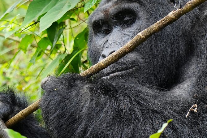 3 Days Gorilla Trekking Safari to Bwindi Impenetrable NP Uganda