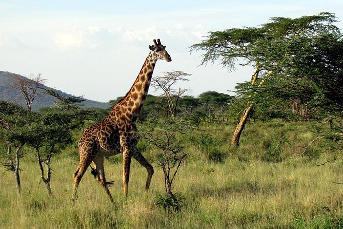 3 Days - Lake Manyara, Ngorongoro Crater & Tarangire - Itinerary Highlights