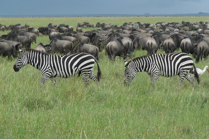 3 Days Lodge Safari - Customer Reviews