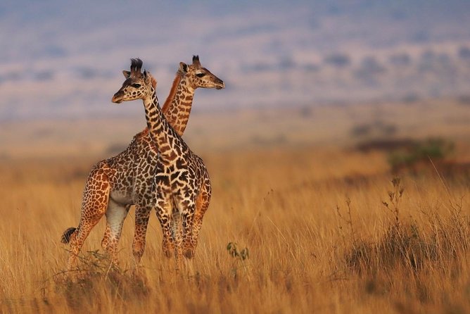 3 Days Maasai Mara Luxury Safari - Customer Reviews