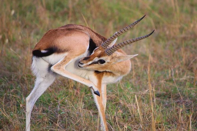 3 Days Masai Mara Flight Safari - Inclusions and Exclusions