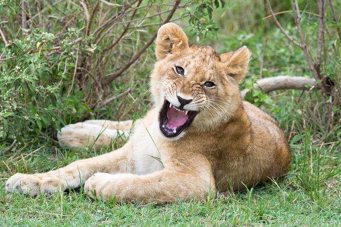 3 Days Masai Mara Group Joining -- Daily Departures - Tour Details