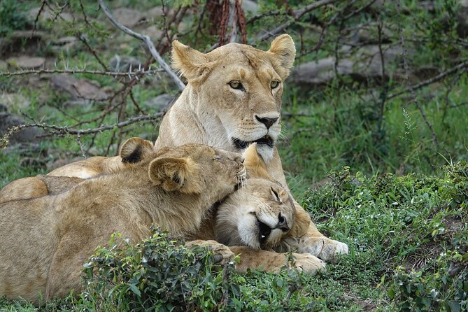 3 Days Masai Mara Group-Joining Safaris | Budget Daily Departures - Accommodation Details