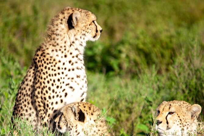 3 Days Masai Mara Mid Range Private Safari - Accommodation Information