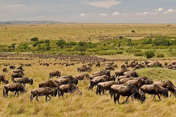3 Days Masai Mara Mid Range Shared Safari Adventure - Accommodations and Inclusions