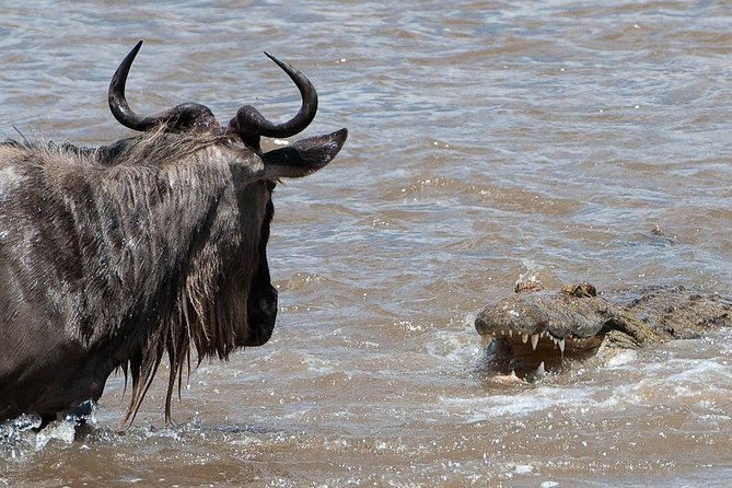 3 Days Masai Mara Wildebeest Migration Budget Safari - Safari Itinerary