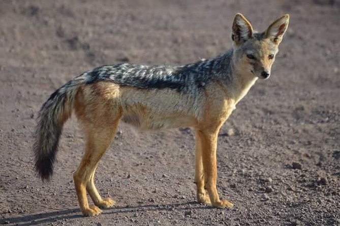 3 Days Mikumi National Park From Zanzibar or Dar Es Salaam - Booking and Pricing Information