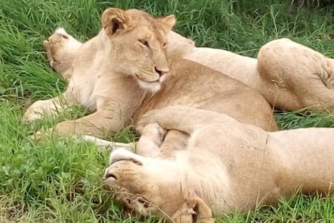 3 Days, Mikumi National Park Safari, by Private Transfer - Safari Itinerary
