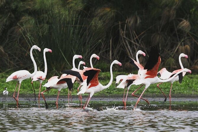 3 Days Nyerere National Park Safari (Selous Game Reserve) - Itinerary Highlights