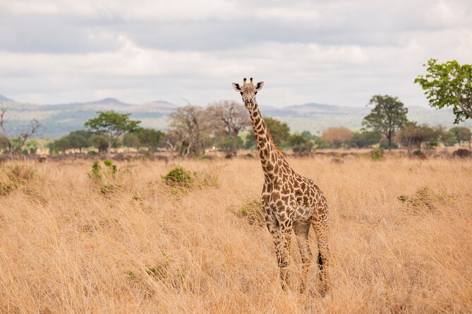 3 Days Private Mikumi National Park Wildlife Encounter Safari Tour - Booking Information