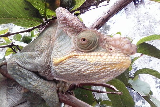 3 Days Private Tour in Lemur Territory in Andasibe