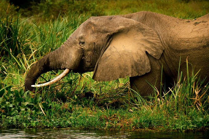 3 Days Private Tour in Murchison Falls National Park