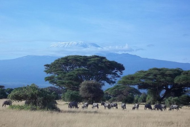 3 Days Red Elephant Safari - Booking Details and Price