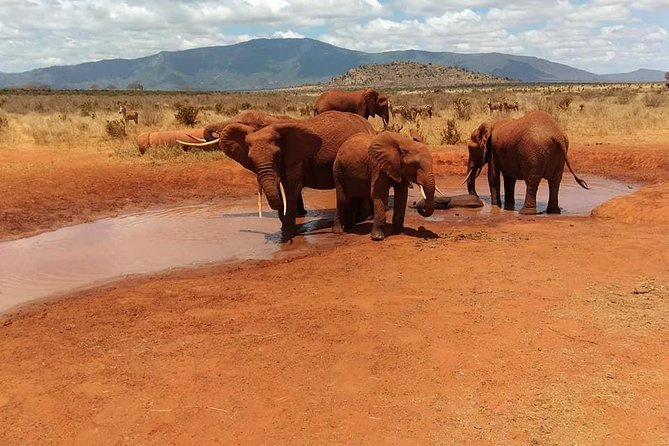 3 Days Safari Tsavo East and Amboseli National Park. - Accommodation and Meals