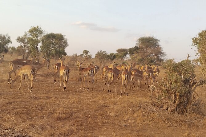 3 Days Tsavo East + Taita Hills/Saltlick Lodge From Malindi - Pricing and Reviews