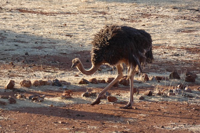 4 Best Safari Tours In Swakopmund