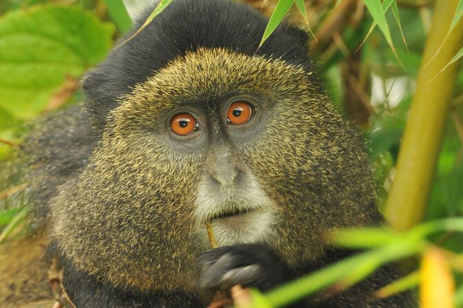 4 Day Golden Monkeys Bwindi Gorillas Wildlife and Chimps Trek - Itinerary Details