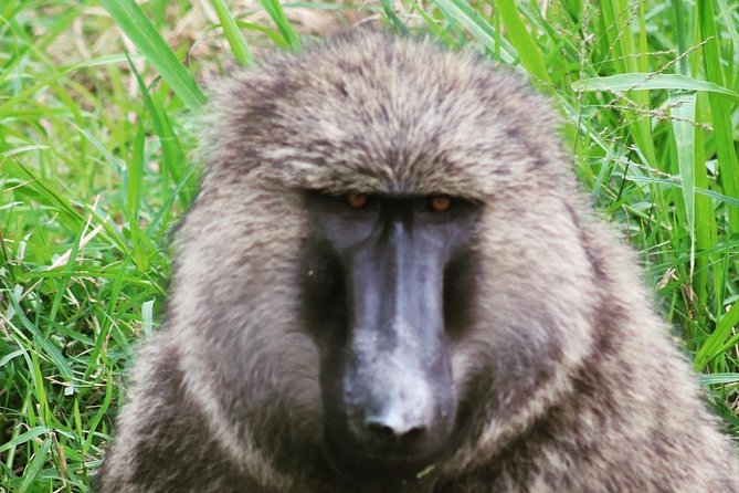 4 Day Gorillas, Wildlife and Chimpanzee Trek at Kibale - Accommodation Details
