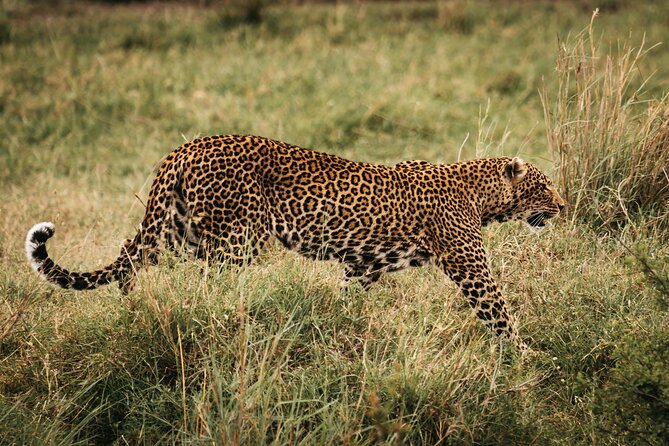 4-Day Maasai Mara and Lake Nakuru Safari From Nairobi - Itinerary Highlights