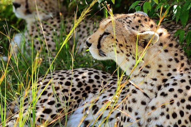 4-Day Masai Mara and Lake Nakuru Safari From Nairobi - Inclusions and Amenities