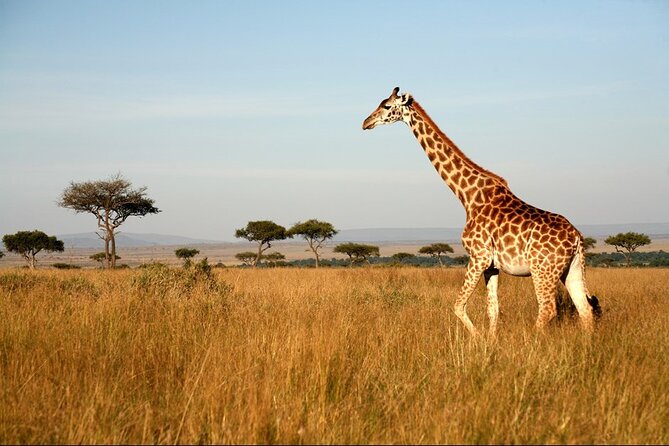 4-Day Masai Mara and Lake Nakuru Safari Tour From Nairobi - Tour Itinerary