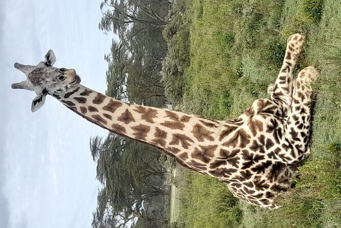 4-Day Masai Mara, L Naivasha and L Nakuru Safari - Meeting and Pickup Information