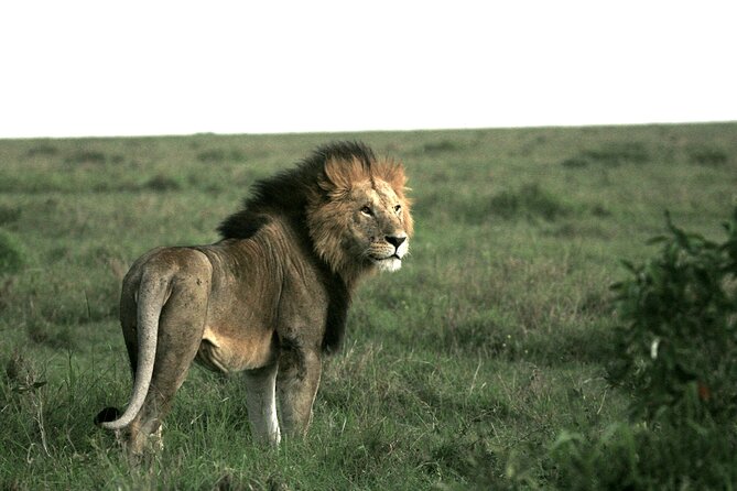 4-Day Masai Mara Luxury Kenya Safari Private Tour - Location and Inclusions