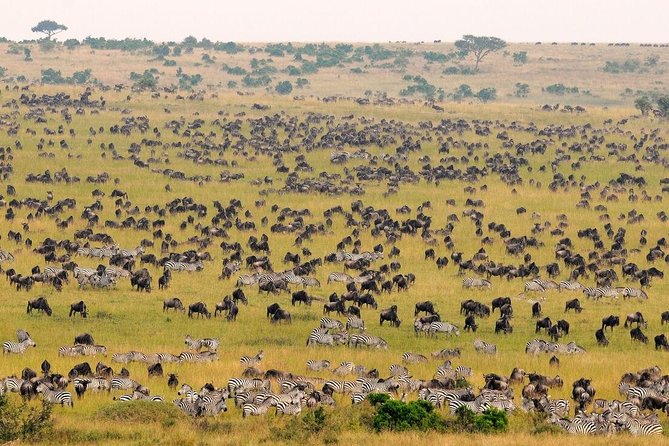4-Day Nairobi & Maasai Mara Safari - Accommodation Details